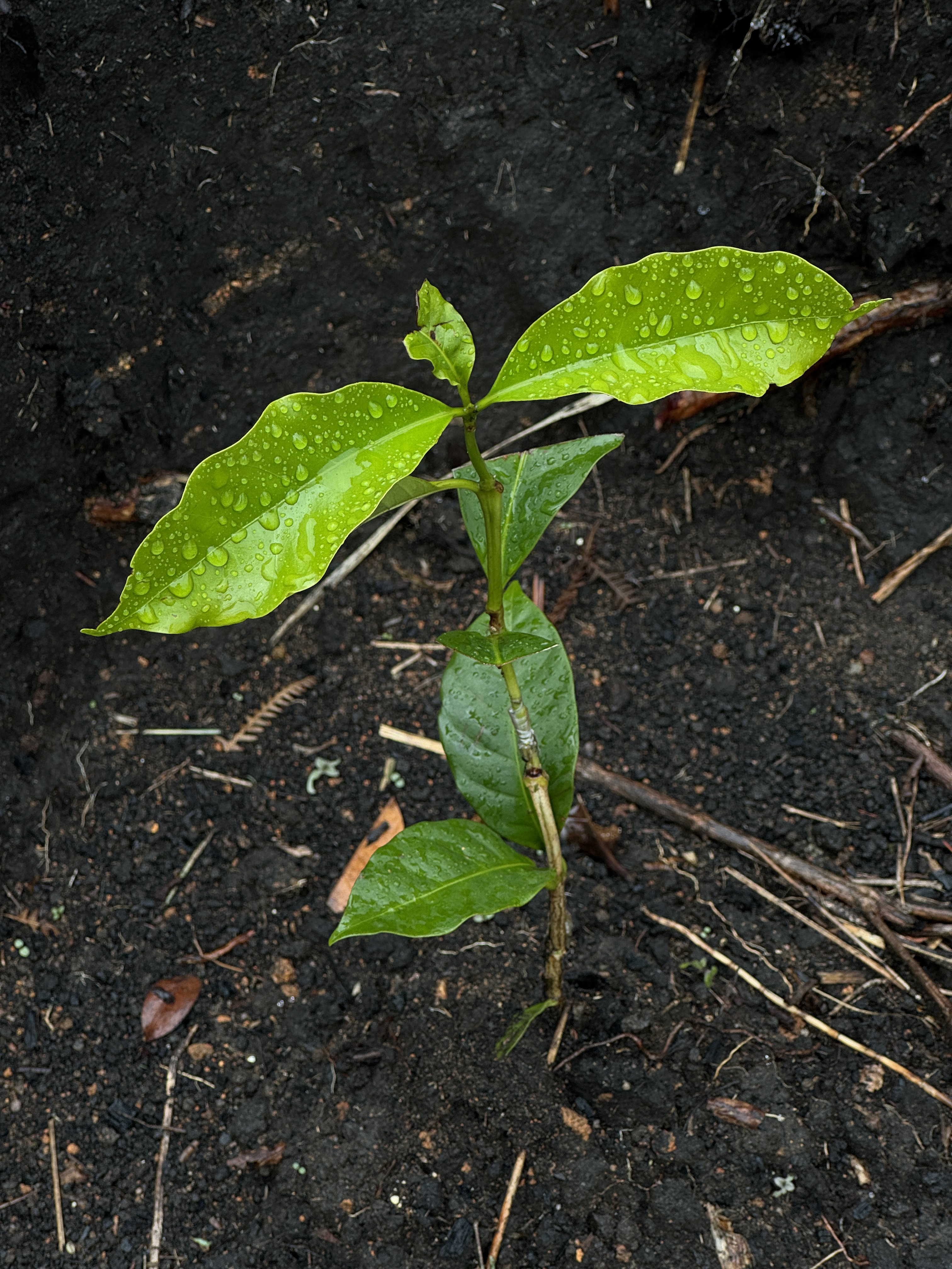 Grow by origin