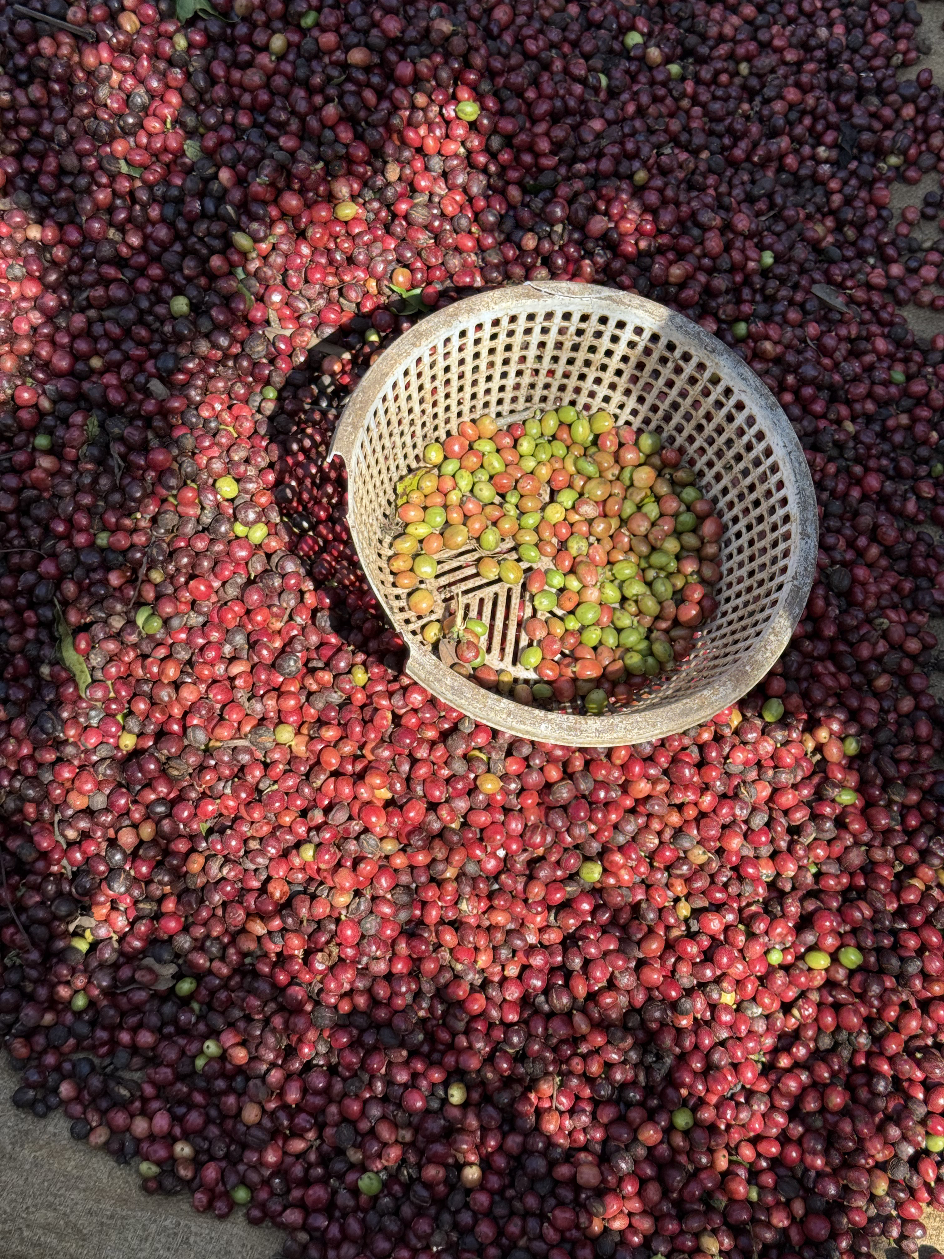 NEW CROP