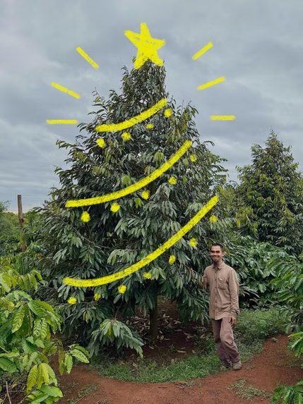 Christmas at the Coffee Farm 🎄☕️