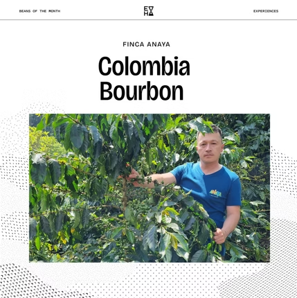 Bean of the Month - Colombia Bourbon