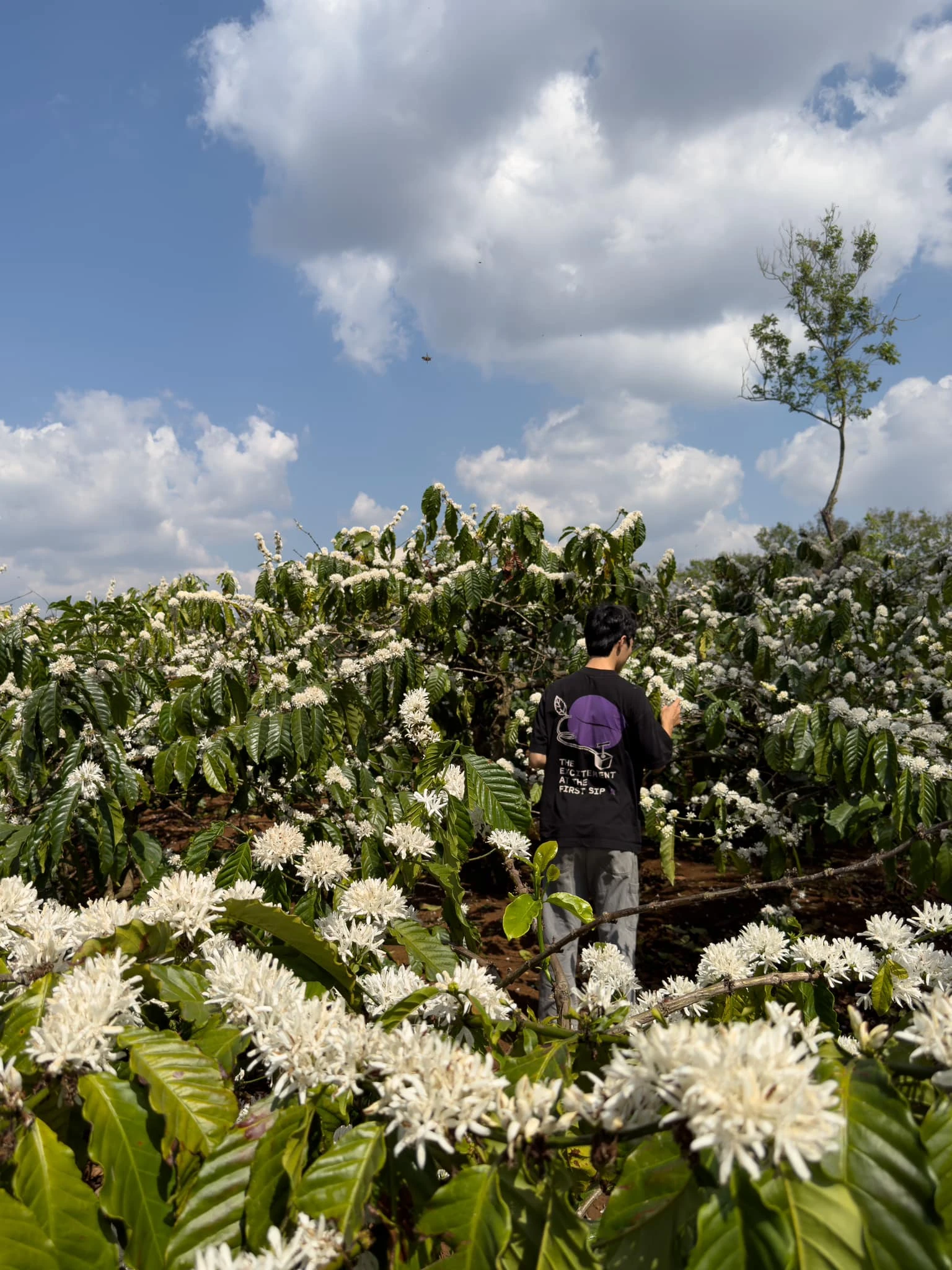 Growing coffee communities, supporting local economies, and improving farmers’ livelihoods